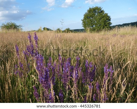 beautiful violet wild flowers on a meadow