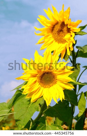 Beautiful yellow flower of a sunflower bloomed in a field in summer