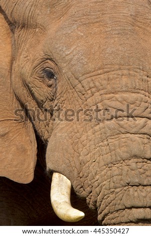 Large African elephant showing half its head with eye and tusk in view
