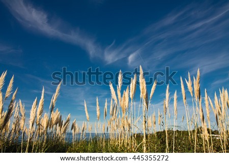 vegetation cortaderia on atlantic coast in blue sky, basque country, france