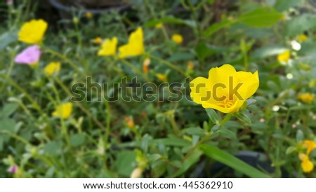 Yellow Rose-moss