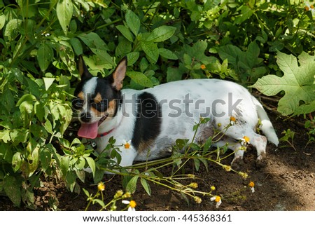 Chihuahua Dog .