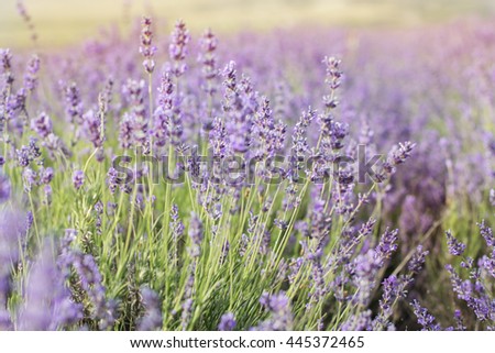 Closeup picture purple lavender field