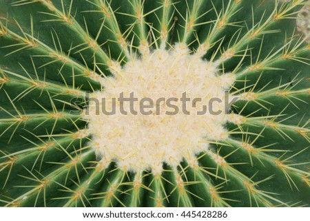  cactus thorn in nature