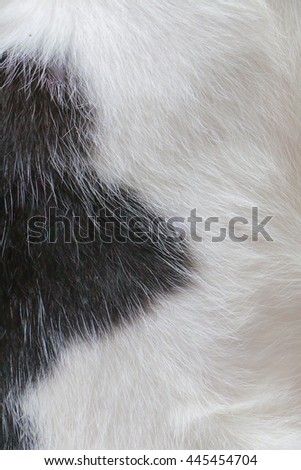fur cat 