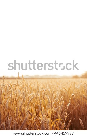 Yellow wheat field at the sunset with white place for text