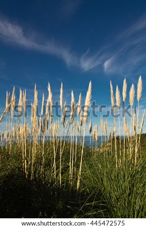 vegetation of atlantic coast in summertime blue sky with clouds, basque country, france