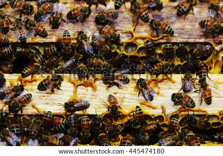 Close up bees in beehive with clear picture style