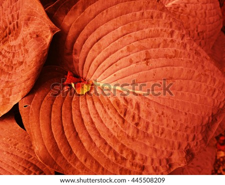 red huge leaf plant close up photo