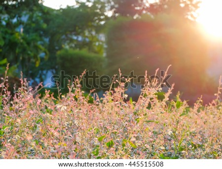 a selective focus picture of pink and orange flower on sunset