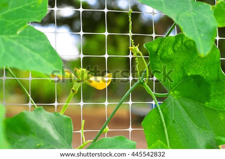 hanging net vegetable garden