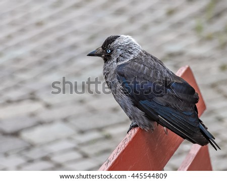 Birds rest on bench