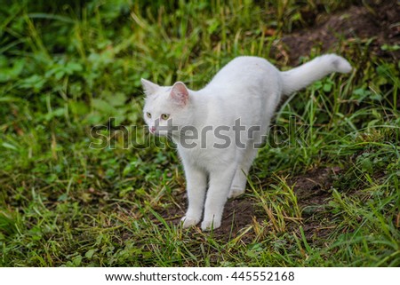 White cat in green grass looking