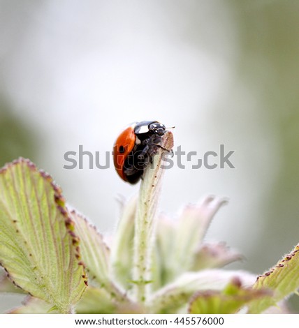 Ladybird on spring ,picture of a