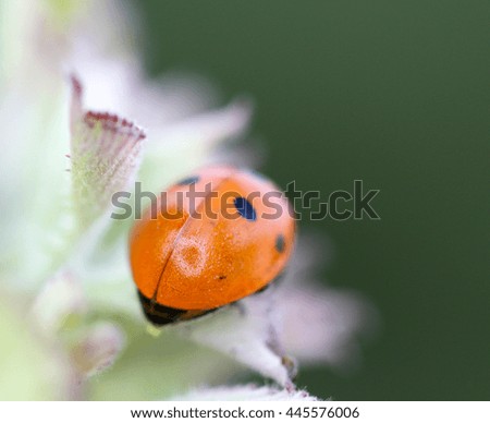 Ladybird on spring ,picture of a