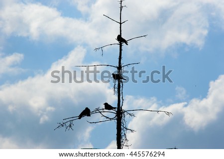 Silhouette of black crows perched on the spindly branches of a dead tree against a cloudy blue sky