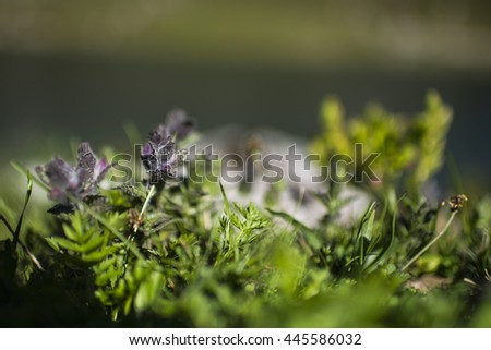 purple flower
