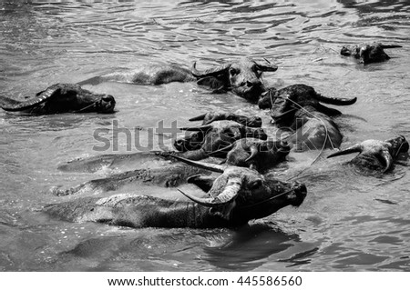 buffalo relaxes in water  (  black and white  picture ) water buffalo in thailand help farmers plow rice. original agriculture use buffalo plow the field.space put your text.