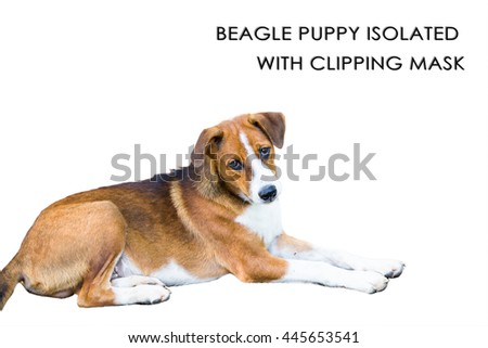 Beagle puppy isolated with clipping mask