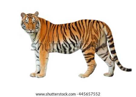 Tiger isolated on white background.