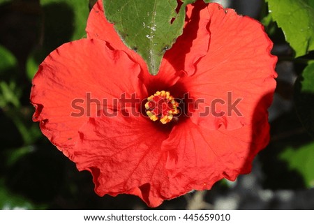 tropical flowers and foliage
