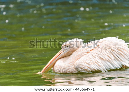 White Pelican Bird In Wilderness Delta Water