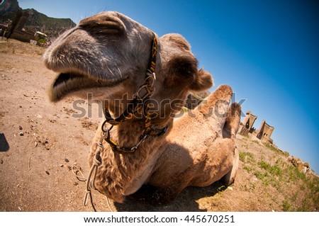 nice funny camel looks to camera Royalty-Free Stock Photo #445670251