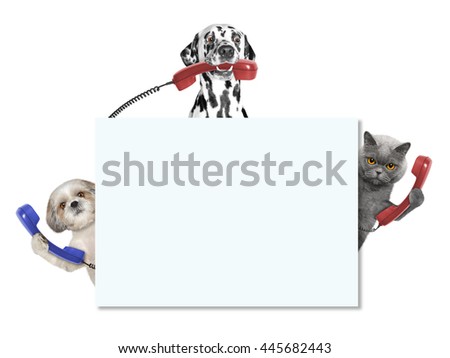 Animals -- dogs and cat -- with phones and frame with space for text -- isolated on white