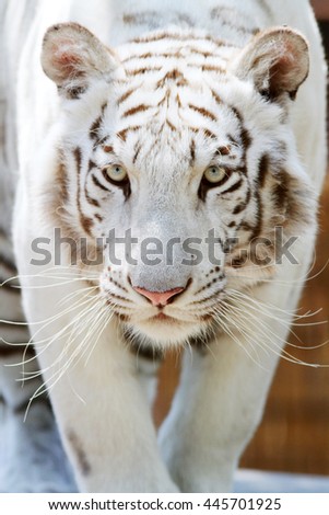 Portrait of a white tiger. Panthera tigris tigris