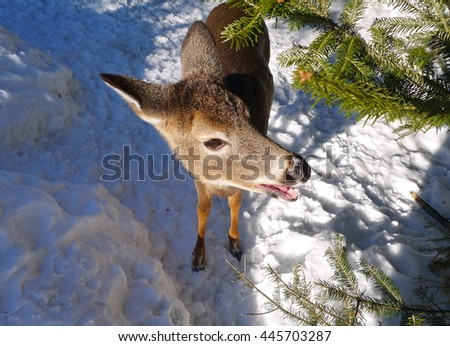 Deer doe close up and calls