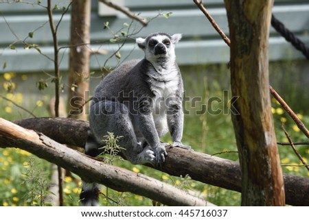 A Lemur (lemuridae) sitting on a log, picture from a park in the Northern Sweden. 