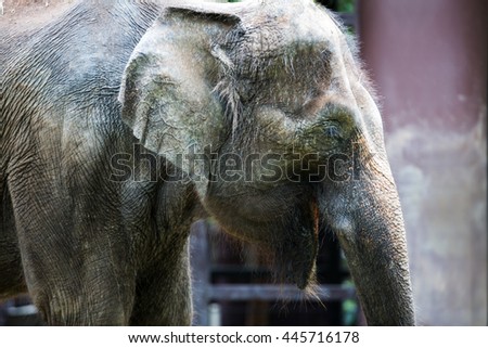 The Indian older elephant close up.