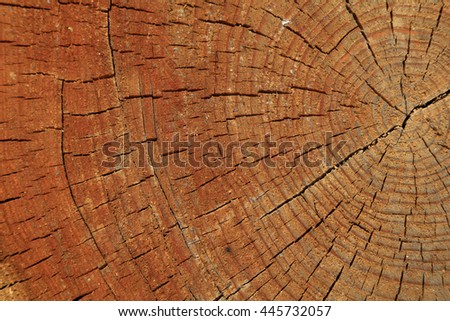 Tree rings and cracks, closeup of photo