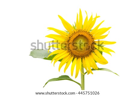 Sunflower close up on white background