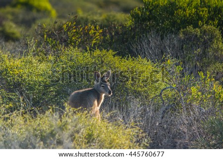 Photo of a kangaroo in tallgrass. Australian Kangaroo's at sunset in the wild. Australian female brown kangaroo  of green grass near Perth at Western Australia in natural wildlife. natural light image