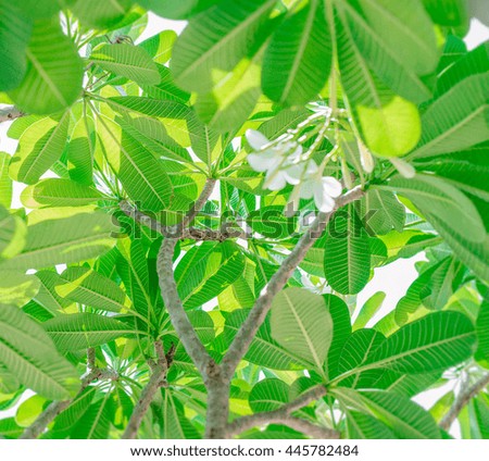 Green leaves for background