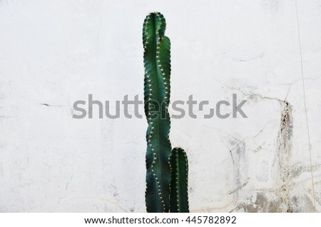 Soft focus Cactus plant background