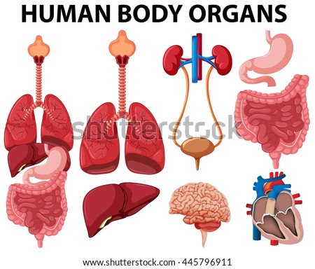 Different type of human body organs illustration