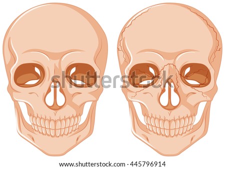 Two skulls on white background illustration