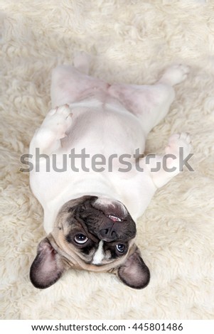 Portrait of a nice French Bulldog lying on his back