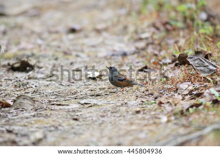 Maroon-backed Accentor (Prunella immaculata) in Eaglenest Wildlife Sanctuary, India