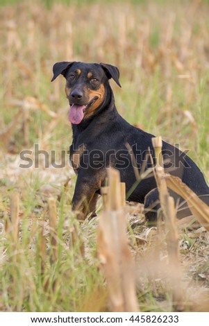 Black dog in field, Thailand Dog sitting in grass and blur background