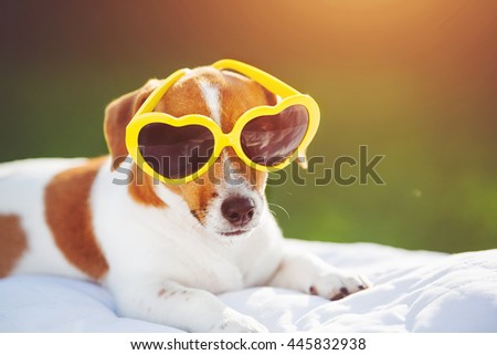 Dog sunning in glasses, hidden eyes, soft focus.