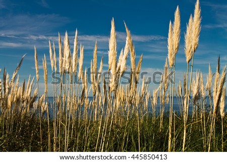 cortaderia plants on atlantic coast in blue sky, basque country, france
