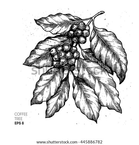 Coffee tree illustration. Engraved style illustration. Vintage coffee. Vector illustration Royalty-Free Stock Photo #445886782