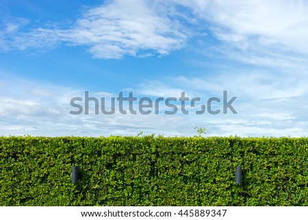natural green hedge with blue sky background