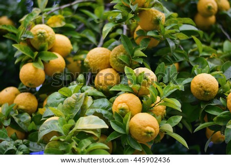 Fresh ripe oranges on tree ready to be harvested.
