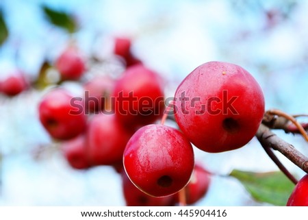 Mature perfect and red crab apples
