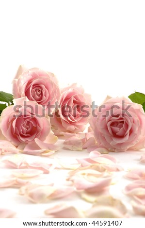 Close up laying down pink rose with petals