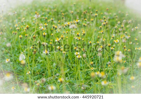 Grass flower causes the allergic symptoms/ grass flowers for background.